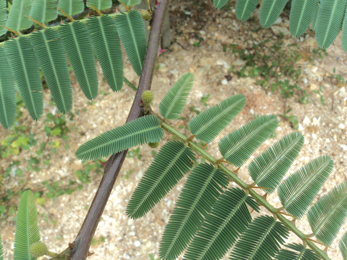 Mimosa pigra L.